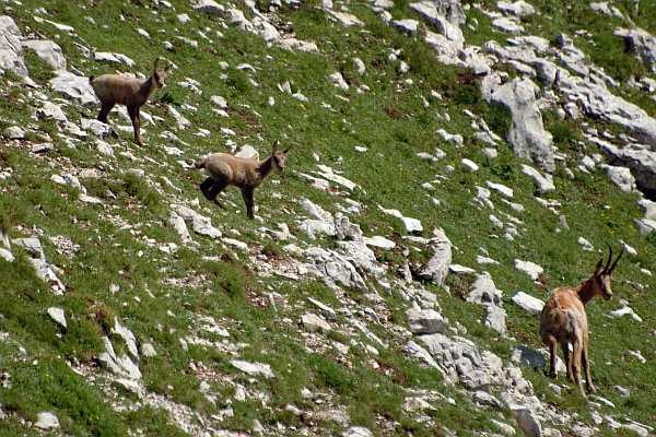 Camoscio d''Abruzzo Rupicapra pyrenaica ornata